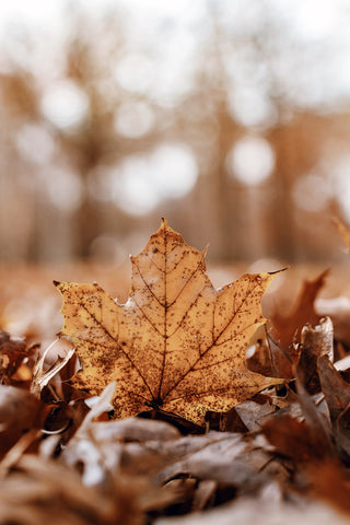 Maple Leaf On Forest Floor