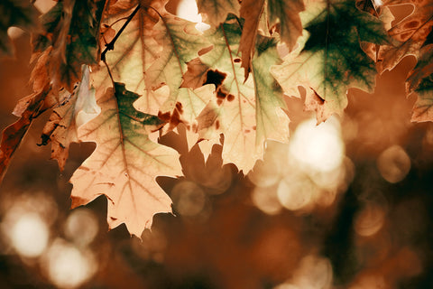 Warm Autumn Leaves On Tree
