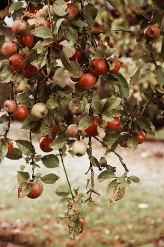 Fall Apple Orchard
