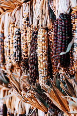 Dried Colorful Corn