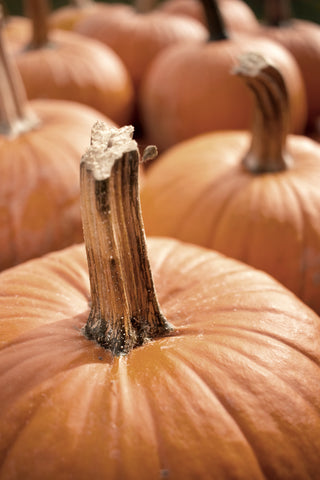 Pile Of Pumpkins