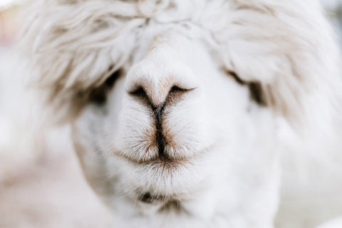 Alpaca Nose