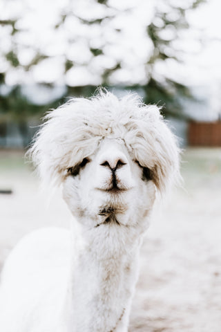 Modern Farmhouse Alpaca