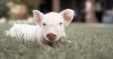 Baby Pig