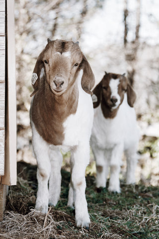 Two Baby Goats on a Farm