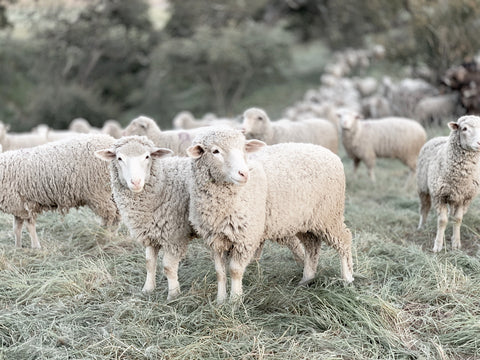 English Countryside Sheep