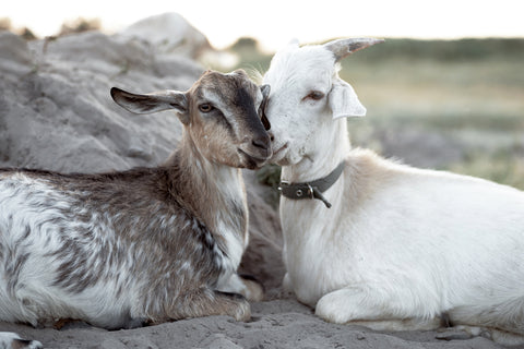 Snuggling Goats