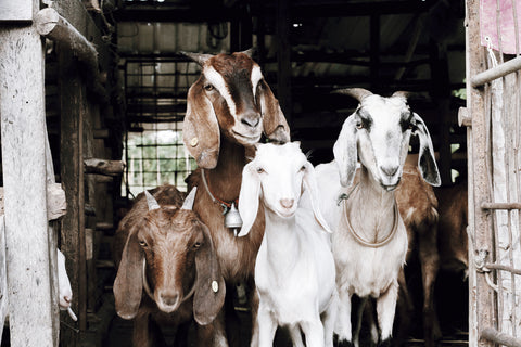 Four Goats in a Barn