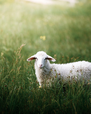 Newborn Lamb Resting in Field