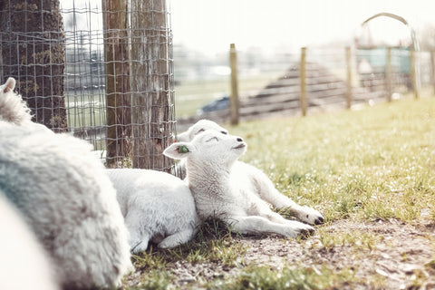 Sleeping Lambs