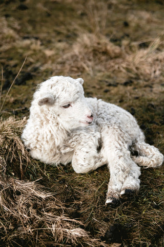 Newborn Lamb