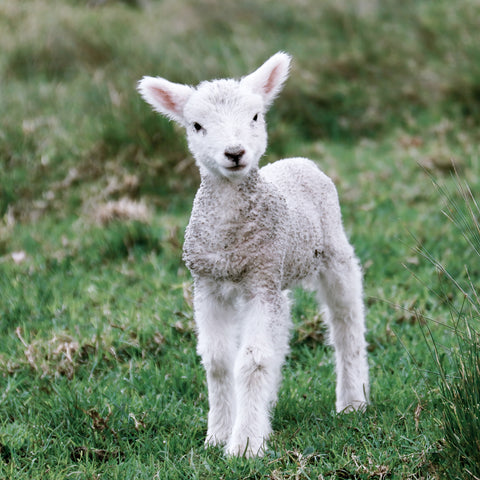 Lamb’s First Steps