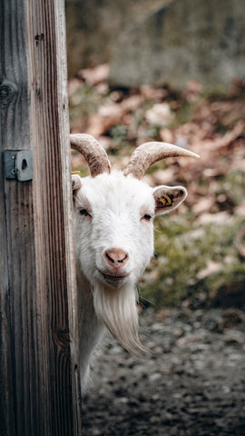 Goat Peeking Around Corner