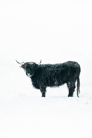 Cow in Deep Snow