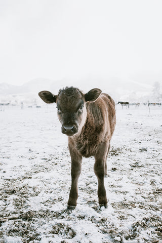 Yearling Cow in Snow