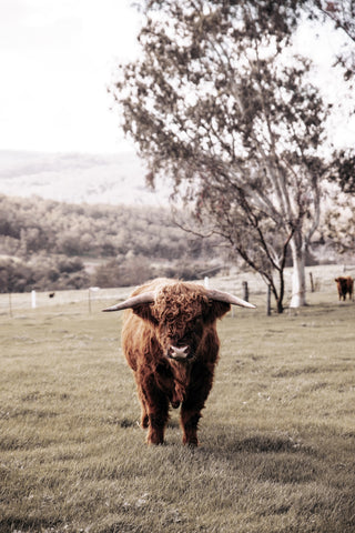 Rustic Highland Cow