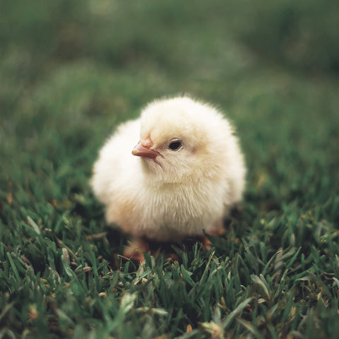 Newborn Chick