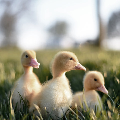 Three Little Ducklings