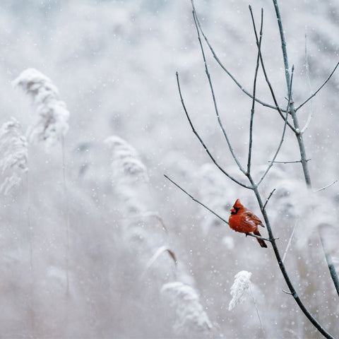 Cardinal on Winter Branch