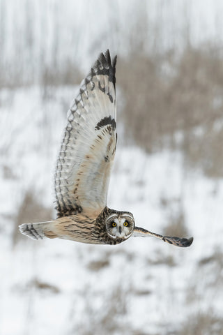 Short Eared Owl in Winter