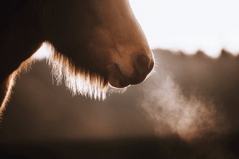 Foggy Morning Horse