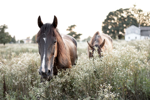 Meadow Horses