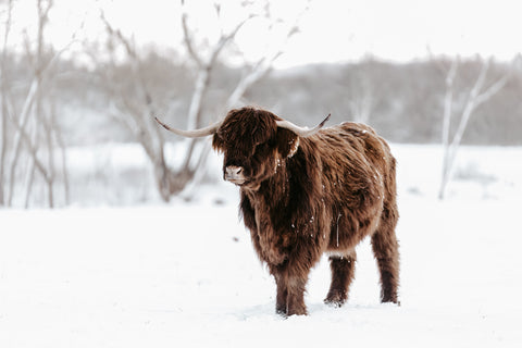 Highland Cow in Snowy Field