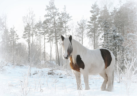Horse in Snowy Forest