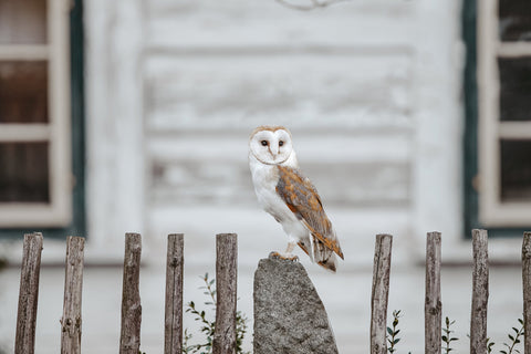 Owl Near Farmhouse