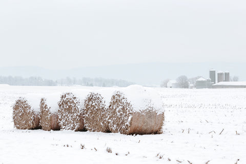 Snow Covered Round Bales