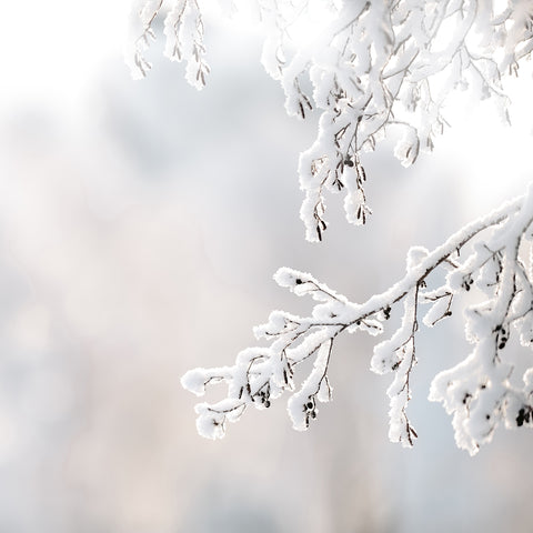 Snow Covered Branch