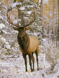 Silent Stag