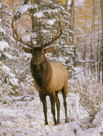 Silent Stag
