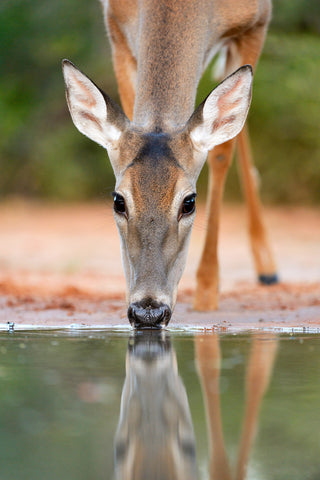 White-tailed Deer Drinking, South Texas