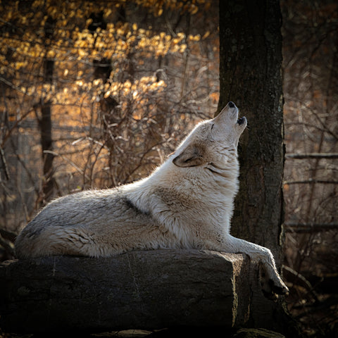 Close-up of Howling Wolf, Lakota Wolf Preserve, New Jersey