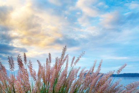 Dunegrass Morning