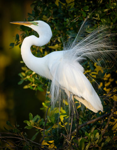 Ivory Dancer