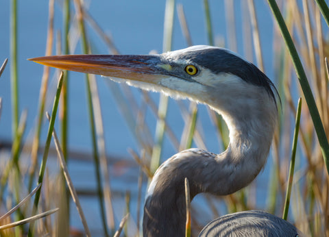 Golden Eye