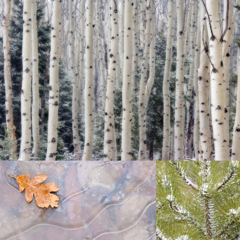 Seasons in Sync