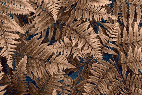 Golden Ferns
