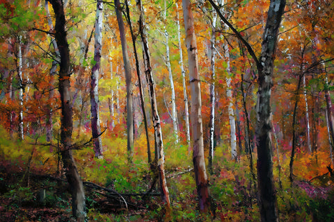 Quiet Autumn Grove II