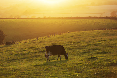 Gold Cow