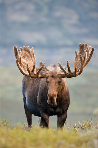 Bull Moose in Tundra Willows, Denali National Park, Alaska