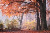 Grimm's Dream II -  Ju Riker - McGaw Graphics
