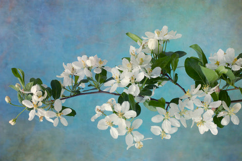 White Blossoms