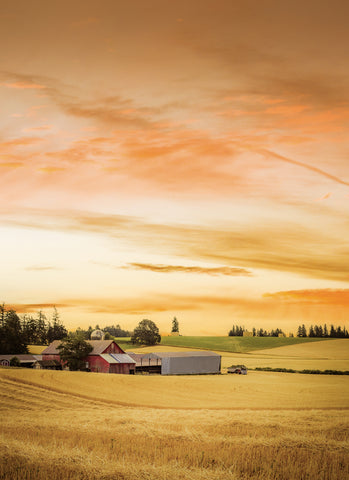 Red Barn in the Wheat