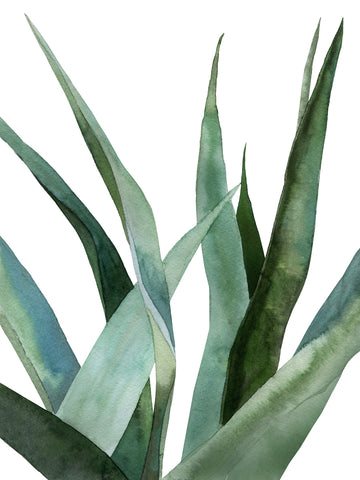 Green Agave I