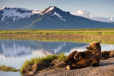 Brown Bears Resting along River, Katmai National Park, Alaska