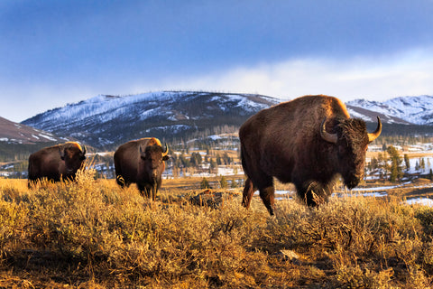 Bison at Sunset in Yellowstone National Park