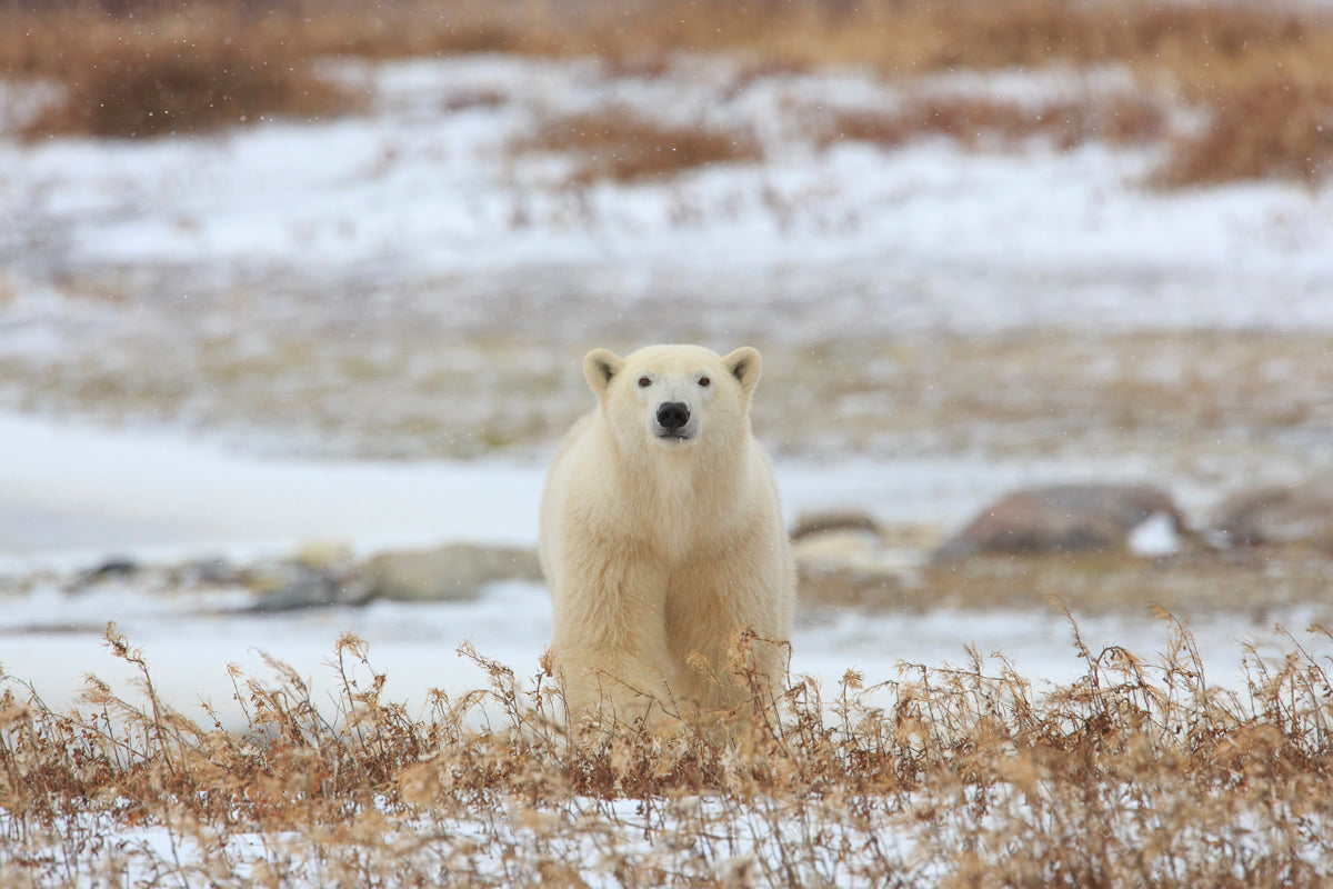 S3617_1200x.jpg?v=1695217947